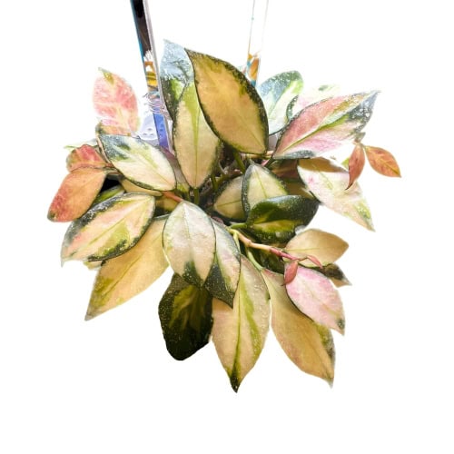 Hoya nabawanensis (variegated)