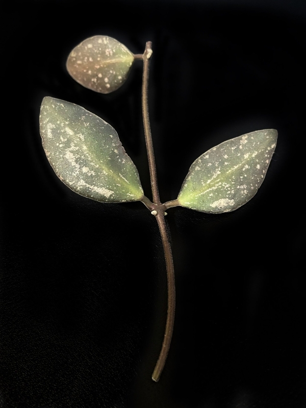 Hoya NAP016 flower with variegated leaves and a developing bloom.