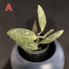 Hoya plant with variegated leaves in a black pot on a dark background.