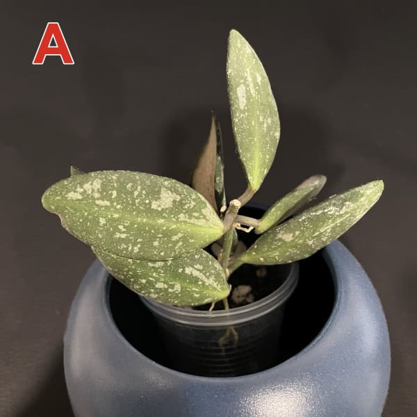 Hoya plant with variegated leaves in a black pot on a dark background.