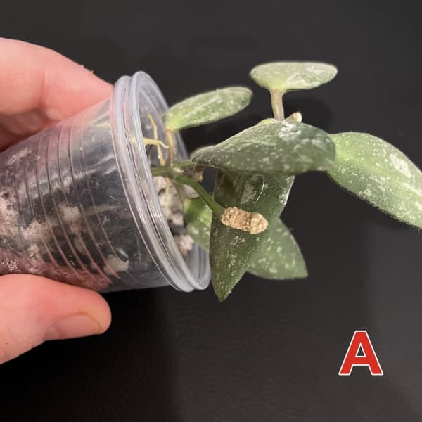 Hoya plant with green leaves in a small plastic pot on black background.