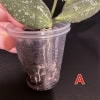 Hoya plant with variegated leaves in small plastic pot for propagation.