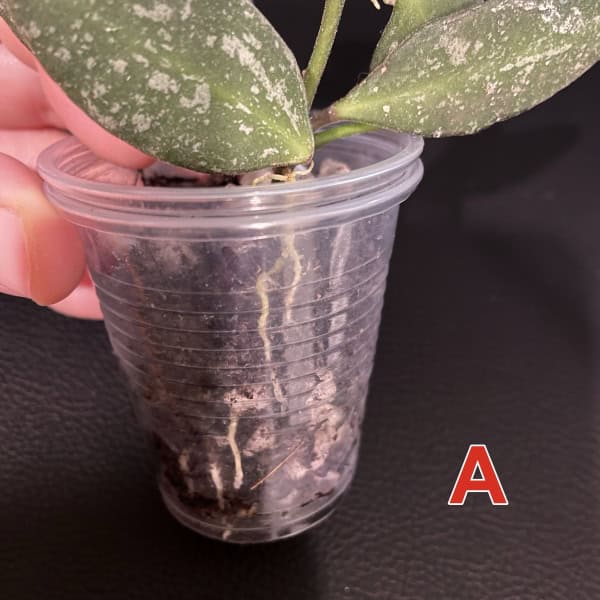 Hoya plant with variegated leaves in small plastic pot for propagation.
