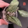 Healthy Hoya plant with variegated leaves in small pot.