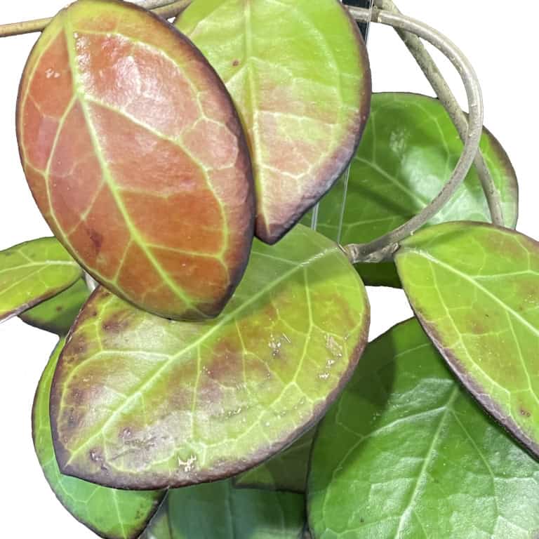 nathalie Hoya ‘Nathalie’ plant with vibrant green and reddish leaves, perfect for indoor gardening enthusiast.