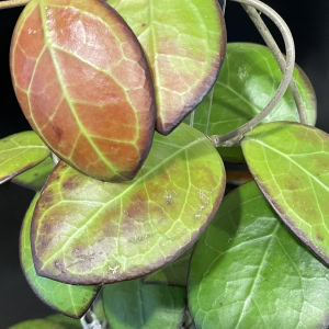Hoya ‘Nathalie’ close-up of variegated leaves.