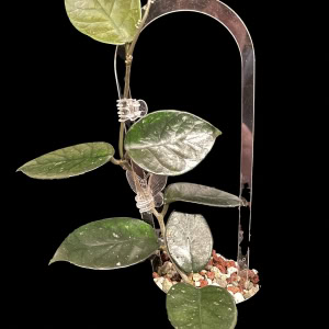 Hoya nutans with large, glossy green leaves in a hanging pot, ideal for Hoya plant enthusiasts.