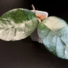 Hoya nutans plant with large green leaves, ideal for indoor Hoya plant collection.