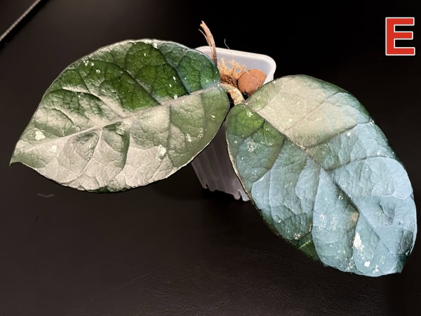 Hoya nutans plant with large green leaves, ideal for indoor Hoya plant collection.