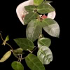 Hoya plant with variegated leaves in a white pot, close-up view.
