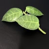 Hoya plant with variegated green leaves, close-up of Hoya obscura hybrid.