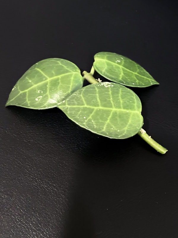 Hoya plant with variegated green leaves, close-up of Hoya obscura hybrid.