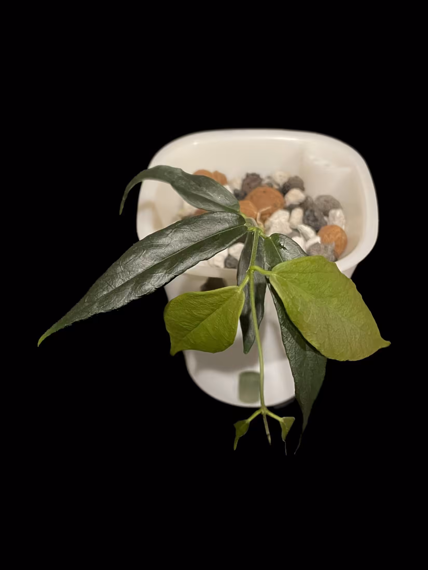 Hoya paradisea, a beautiful Hoya plant, with lush green leaves in a small pot.