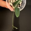 Young Hoya paradisea plant with elongated leaves and vine.