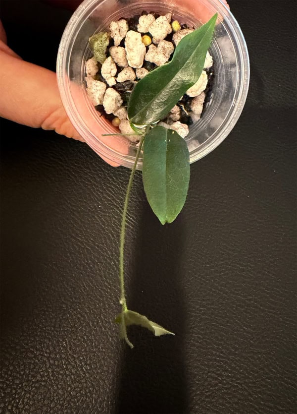 Young Hoya paradisea plant with elongated leaves and vine.