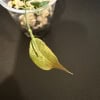 Young Hoya paradisea plant seedling with leaf.