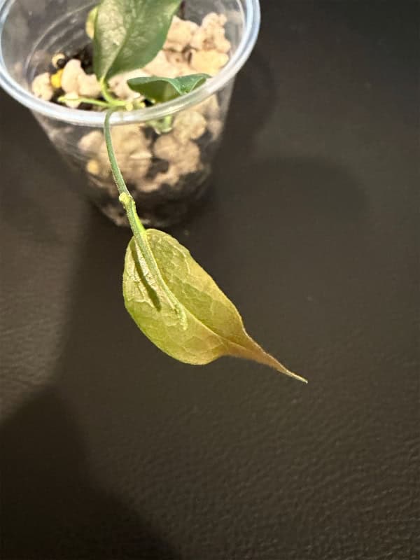 Young Hoya paradisea plant seedling with leaf.