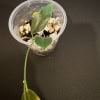 Young Hoya paradisea plant with leaves in small pot.