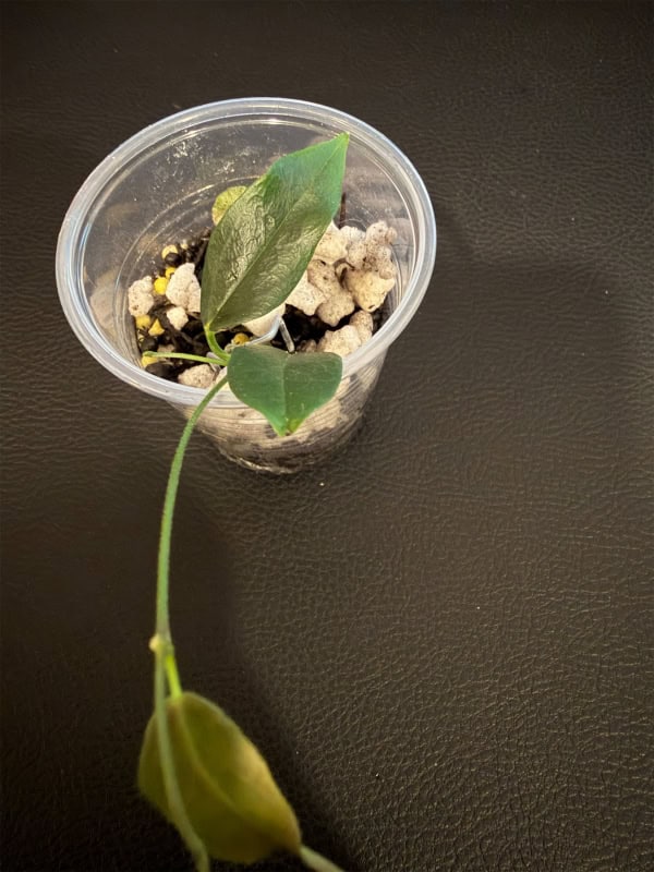 Young Hoya paradisea plant with leaves in small pot.