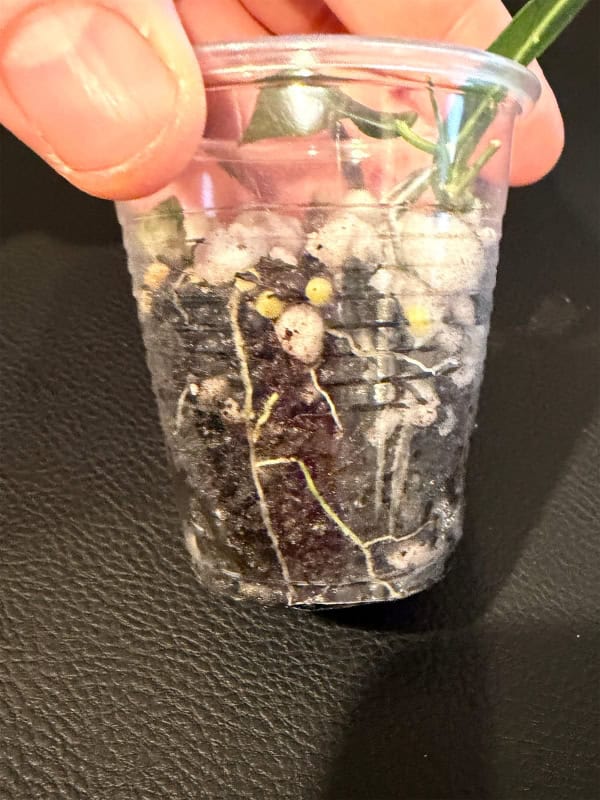Hoya paradisea seedling growing in a clear plastic cup with soil and roots visible.