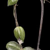 Hoya patella pink plant with green leaves and trailing growth.