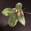 Hoya patella (pink)