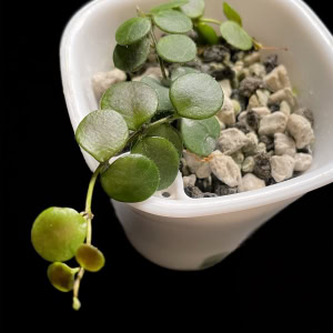 Hoya peltata plant with round green leaves in a white pot, ideal for Hoya plant enthusiasts.