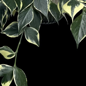 Variegated Hoya polyneura plant with green and cream leaves.