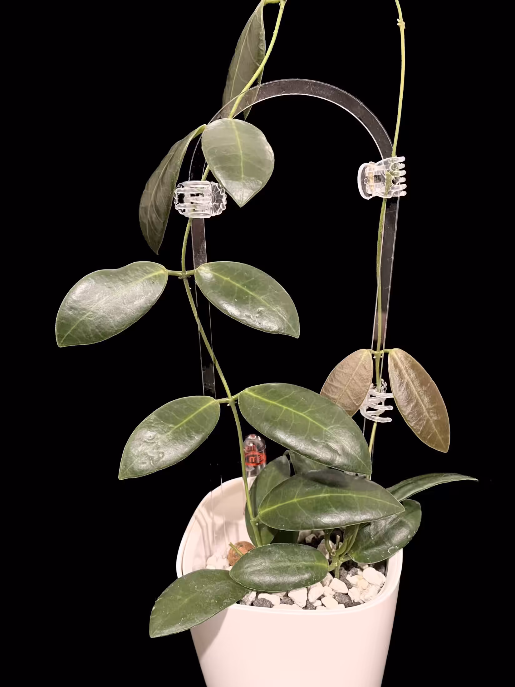 Hoya pulchra with small, round leaves in a white pot, perfect for indoor plant enthusiasts.
