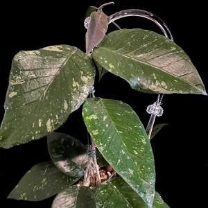 Hoya plant with variegated green leaves, close-up of foliage and stems.