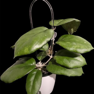 Hoya plant seedling with lush green leaves in a white pot, perfect for Hoya plant enthusiasts.