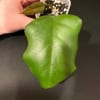 Young Hoya plant seedling with large leaf and small new growth.