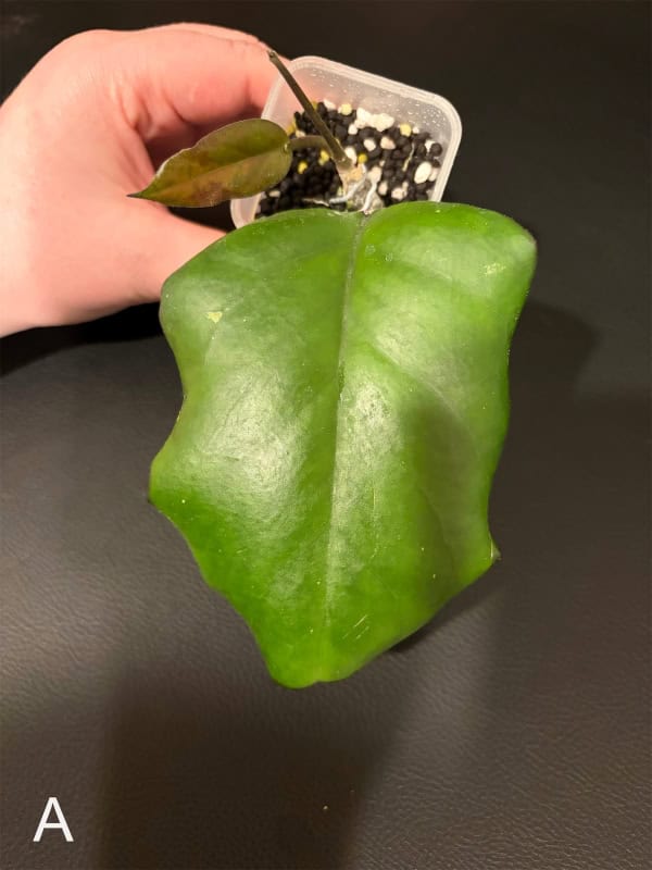Young Hoya plant seedling with large leaf and small new growth.