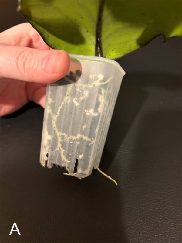 Hoya plant cutting in small pot for propagation, healthy green leaves.