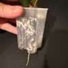 Hoya seedling growing in a small plastic pot for propagation.