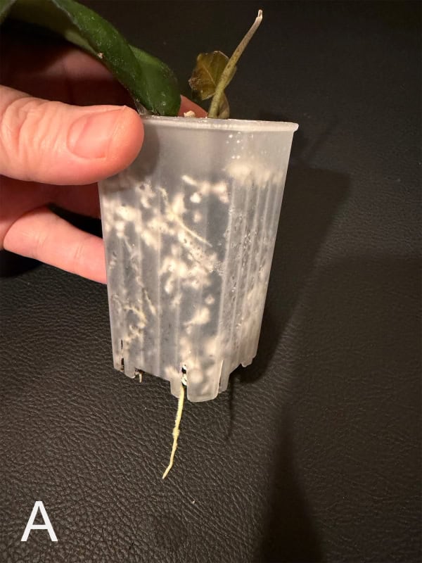 Hoya seedling growing in a small plastic pot for propagation.