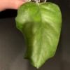 Close-up of a vibrant green Hoya leaf for plant propagation.