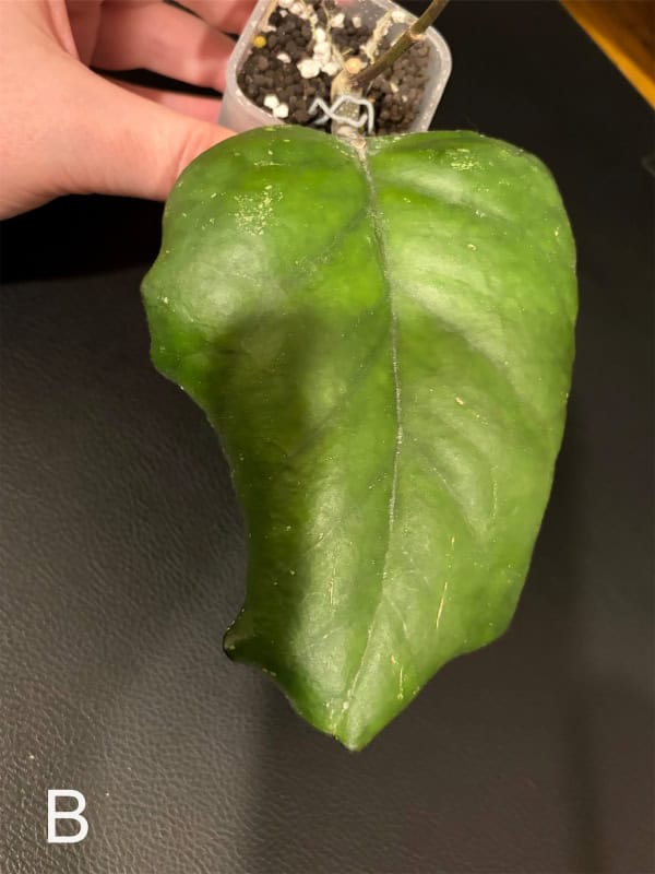 Close-up of a vibrant green Hoya leaf for plant propagation.