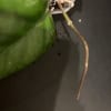 Hoya plant stem cutting for propagation in soil.