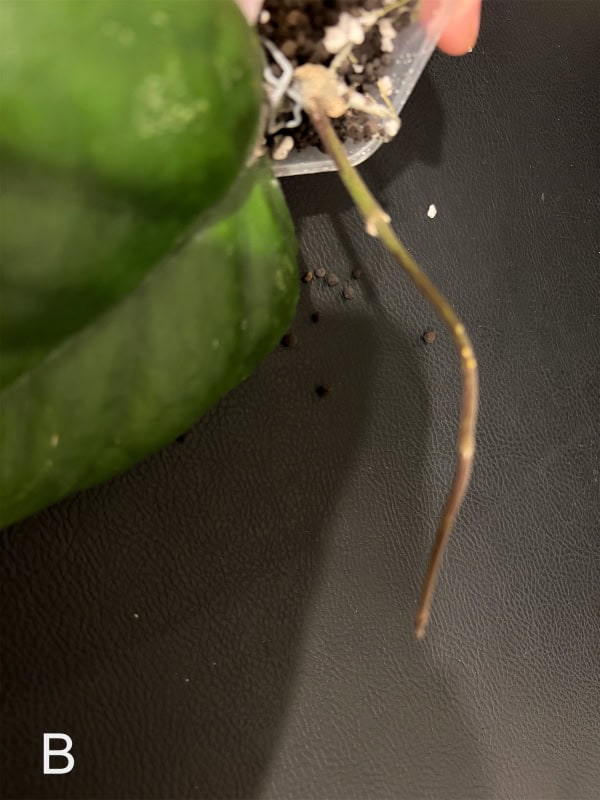 Hoya plant stem cutting for propagation in soil.