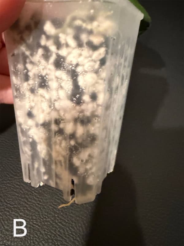 Hoya seedling growing in a clear plastic container with soil.