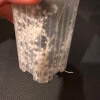 Hoya seedling in clear propagation container for plant growth.