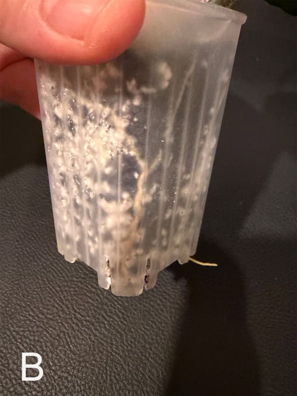 Hoya seedling in clear propagation container for plant growth.