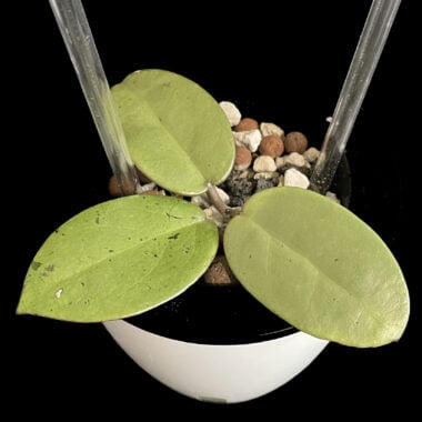 Close-up of a Hoya plant in a small pot with soil and leaves.