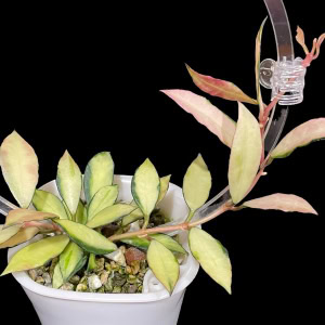 Hoya lacunosa 'Souma' with variegated leaves, ideal for indoor plant enthusiasts.