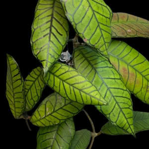 Healthy Hoya plant leaves with prominent venation, tropical foliage.
