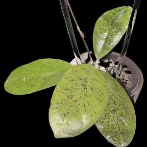 Hoya plant with round, silver-frosted leaves, ideal for Hoya plant enthusiasts.