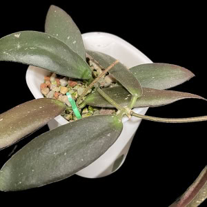 Hoya Sabah ‘Dragonfly’ plant with thick, waxy leaves in a white pot.