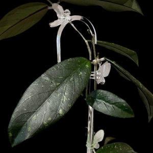 Hoya sp. Sumatra plant featuring distinctive wavy leaves, perfect for indoor gardens.