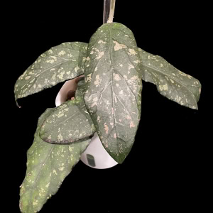 Hoya plant with variegated leaves, showing unique green and white patterns.